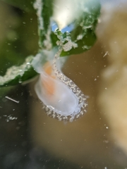 Corambe