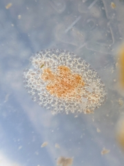 Corambe