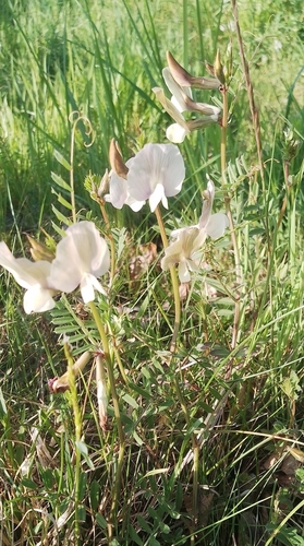 Vicia grandiflora iNat (1)