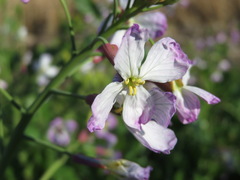 Raphanus sativus raphanistroides