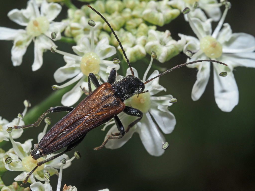 Anogcodes ustulatus