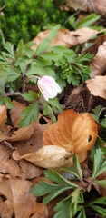 Anemonoides nemorosa