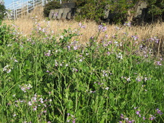 Raphanus sativus raphanistroides