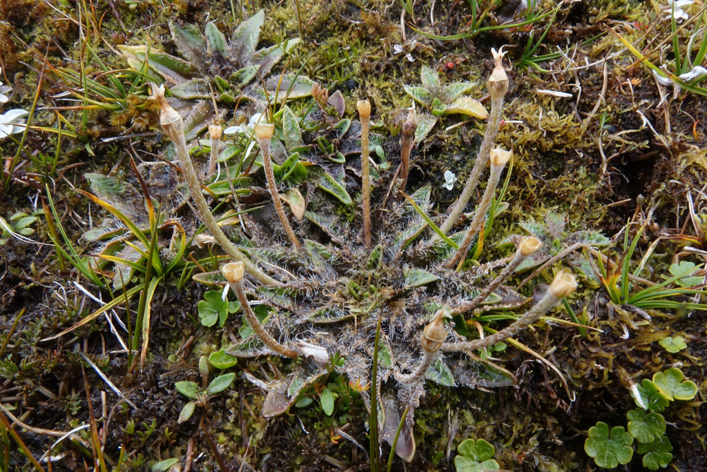 Plantago unibracteata