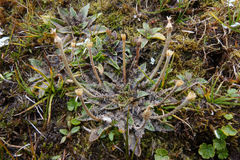 Plantago unibracteata