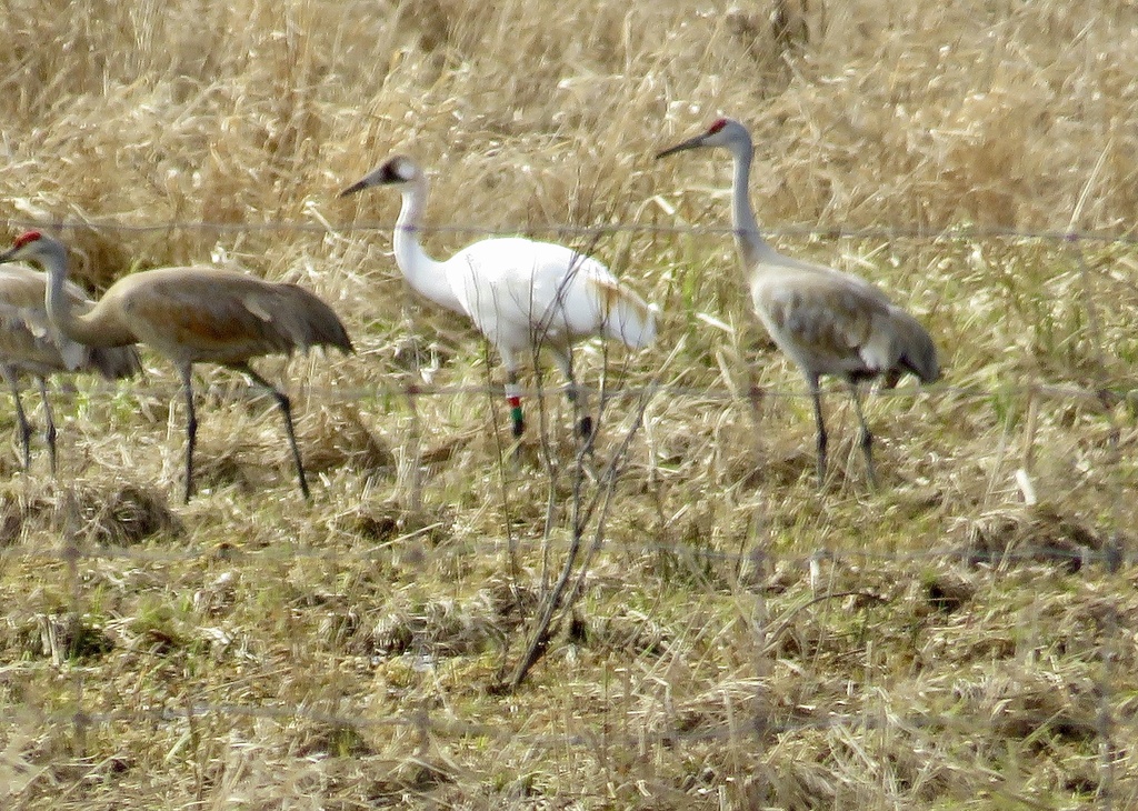 Whooping Crane
