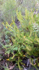 Persoonia acerosa