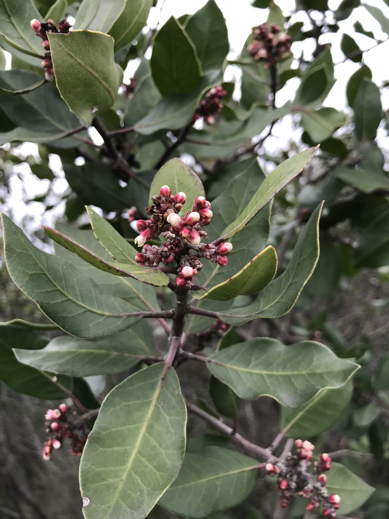 sugar bush × lemonade berry hybrid