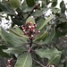 Rhus integrifolia × ovata - Photo (c) smfang, algunos derechos reservados (CC BY-NC), uploaded by smfang
