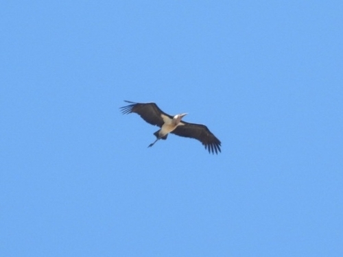 Marabou Stork