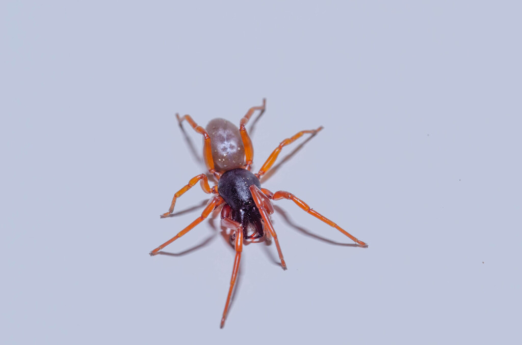 Dysdera tredecima