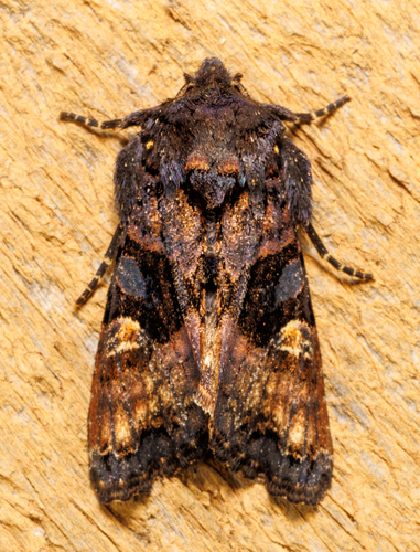 Euplexia benesimilis