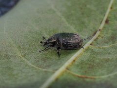 Gametis