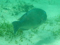 Choerodon schoenleinii