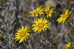Senecio mairetianus