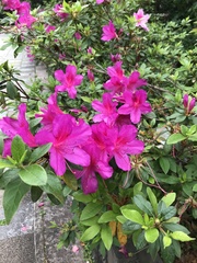 Rhododendron pulchrum phoeniceum
