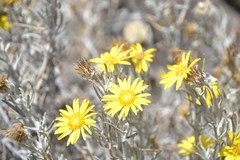 Senecio mairetianus