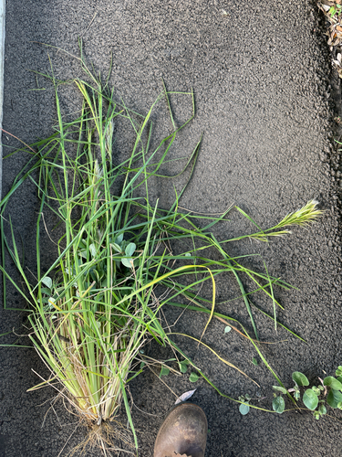 Andropogon tenuispatheus observed 2026-04-24