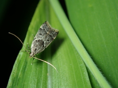 Athymoris martialis