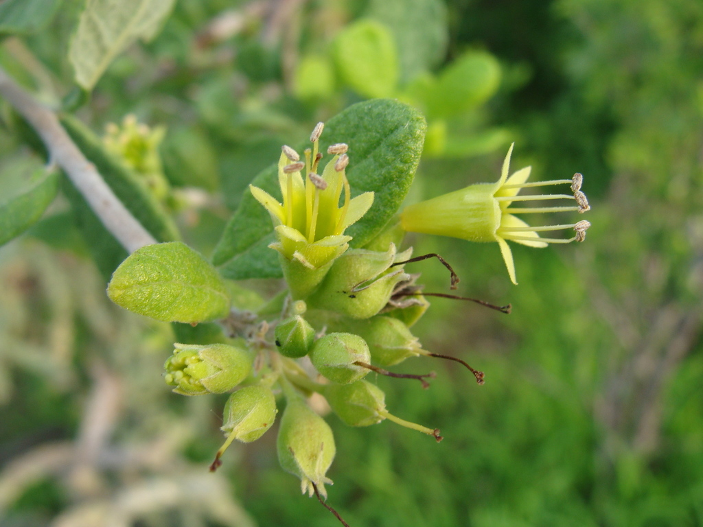 Sonoran Strongbark