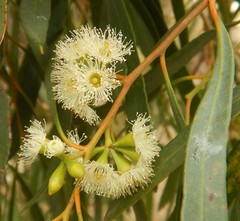 Eucalyptus odorata