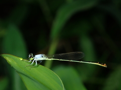 Agriocnemis femina