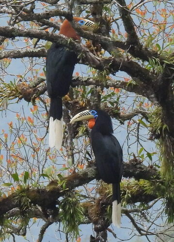 Rufous-necked Hornbill
