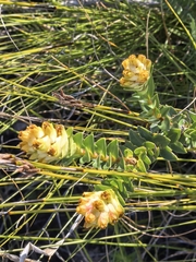 Penaea cneorum, photograph author not stated, no rights reserved
