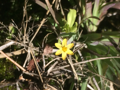 Sisyrinchium cernuum