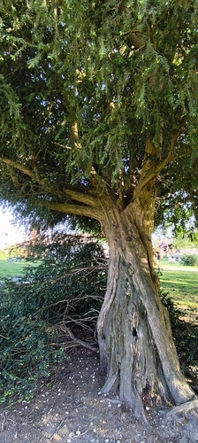 common yew