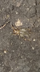 Anurogryllus arboreus