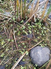 Hydrocotyle sulcata