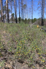 Caragana microphylla