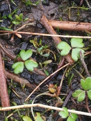 Hydrocotyle sulcata