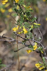 Caragana microphylla