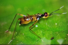 Rainieria