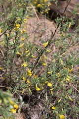 Caragana microphylla