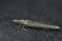 Orocrambus cyclopicus
