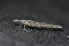 Orocrambus cyclopicus