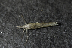 Orocrambus cyclopicus