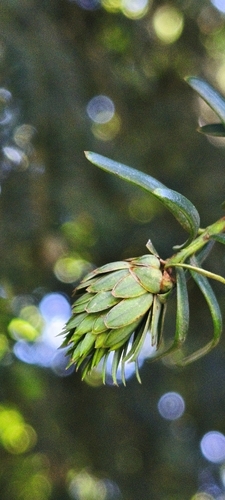 Artichoke Gall-midge