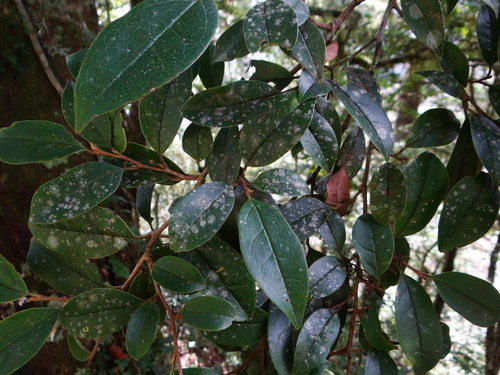 Sycopsis sinensis (Sycopsis sinensis)