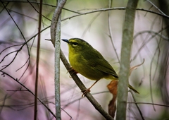 Myiothlypis bivittata