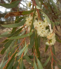 Eucalyptus odorata