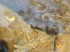 Rhinogobius duospilus