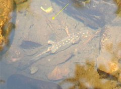 Rhinogobius duospilus