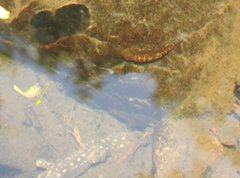 Rhinogobius duospilus