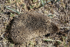 Mesechinus dauuricus