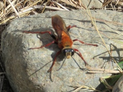 Sphex latreillei
