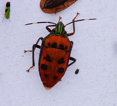 Tetrarthria variegata